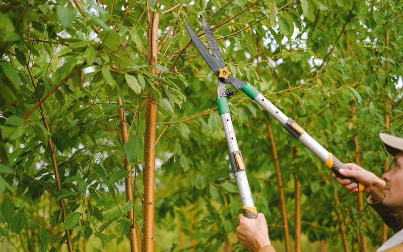 Tree trimming in Villa Ridge, IL