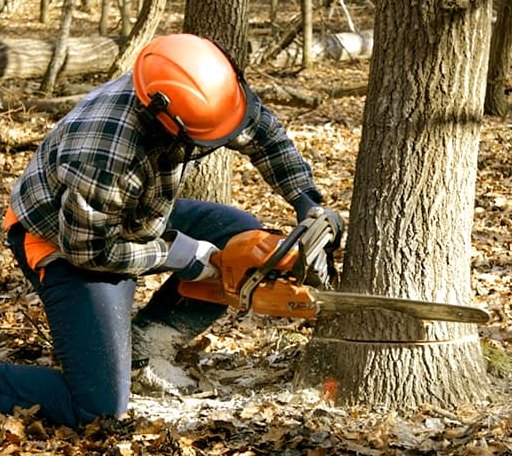 Tree Removal in Villa Ridge, IL
